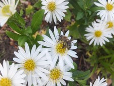 Wild aster weiß gebraucht kaufen  Eystrup