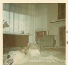 Dog sitting polar for sale  San Diego