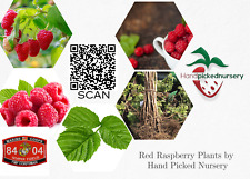 Joan J Framboesa - 2 Plantas de Framboesa Vermelha - Everbearing - Cultivado Orgânico - comprar usado  Enviando para Brazil