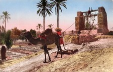 Algeria watering palm d'occasion  Expédié en Belgium