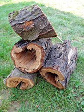 Aprikosenholz hohle baumstamm gebraucht kaufen  Bad Kreuznach