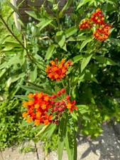 Monarch butterfly food for sale  Panama City