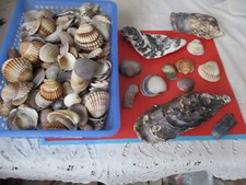 1kg schöne muscheln gebraucht kaufen  Schefflenz