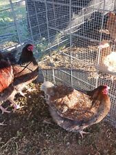 Blue laced gold for sale  Dublin