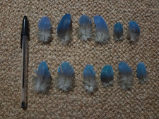 Blue naturally moulted for sale  HORNCASTLE