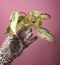 Philodendron Emerald Ice , używany na sprzedaż  PL