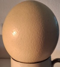 Genuine large ostrich for sale  WARRINGTON