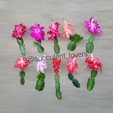 Fresh cuttings variety for sale  Garden Grove