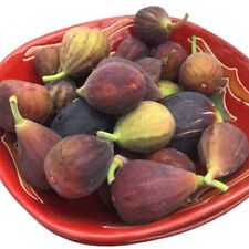 Fig tree fignomenal for sale  Livingston