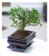 Bonsai carmona pflanze gebraucht kaufen  Bensheim