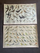 Vintage rspb bird for sale  DUNMOW