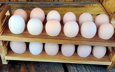 Buff orpington fertile for sale  Patterson