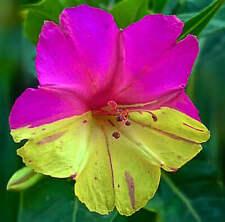 Mirabilis jalapa hybrids usato  Italia