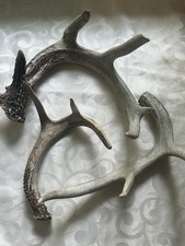 Whitetail deer antlers for sale  Nashville