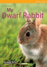 Dwarf rabbit perfect for sale  Mishawaka