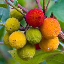 Arbutus unedo strawberry for sale  UK