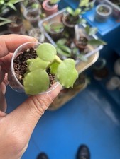 Hoya endanusis for sale Hoya endanusis for sale  GRANTHAM