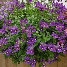 Nemesia plug plants for sale  LONDON