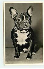 Chien bouledogue français d'occasion  Igny