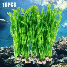 Plantes aquarium plantes d'occasion  France