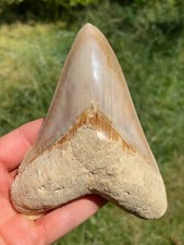 Megalodon hai zahn gebraucht kaufen  Stuttgart