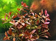 Rare ludwigia repens d'occasion  Krautergersheim