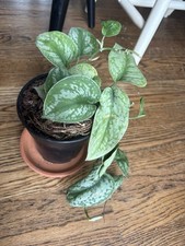 Exact plant satin for sale  Alexandria