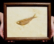 Large framed knightia for sale  Lancaster