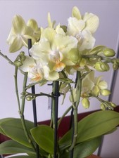 Phalaenopsis pelorische fotm gebraucht kaufen  Dessau-Roßlau