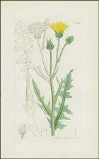 1832 crepis biennis d'occasion  Expédié en Belgium