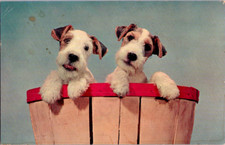 Vintage postcard adorable for sale  Wichita Falls