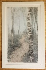Dirt path trees for sale  Hawthorne