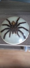Araignée migale verre d'occasion  Lassay-les-Châteaux