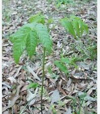 Natural black walnut for sale  Burlington
