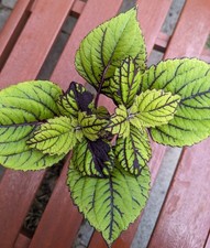 Coleus fishnet stockings for sale  MANCHESTER