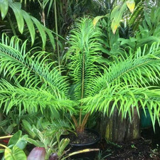 sago palm plant for sale  Casper
