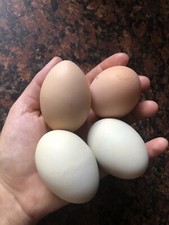 Fertile hatching chicken for sale  Lufkin
