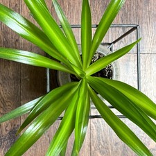 Solid green spider for sale  Walnut