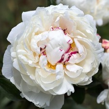 Easy grow peony for sale  Milwaukee