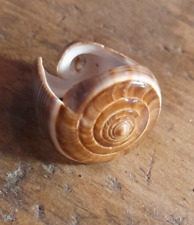 Magnifique bague coquillage d'occasion  Vienne