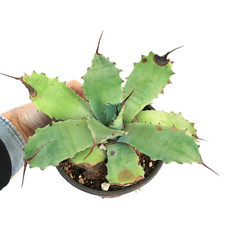 Agave bovicornuta agave usato  Napoli