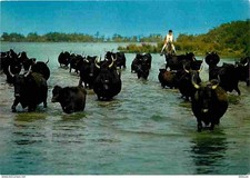 Animaux vaches camargue d'occasion  Fruges