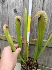 Sarracenia minor xxl gebraucht kaufen  Grettstadt