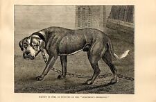 Stampa antica cane usato  Lecco