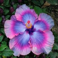 100 Sementes De Hibisco Roxo Hibiscus Rosa-Semente De Flores Jardim Camellia Sinensis, usado comprar usado  Enviando para Brazil