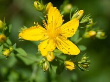 Hypericum perforatum john for sale  READING