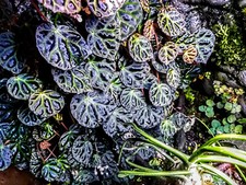 Begonia sp. borneo for sale  Woodland Hills