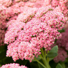 Sedum herbstfreude autumn for sale  UK