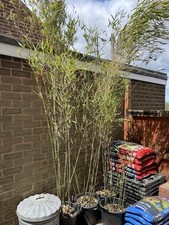 Bamboo plant fargesia for sale  NUNEATON