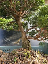 Bonsaï hinoki chamaecyparis d'occasion  Nogent-sur-Marne